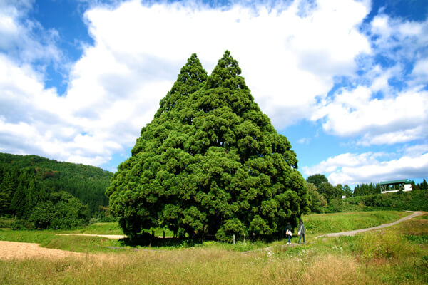 Gigantic Cedar Tree of Kosugi